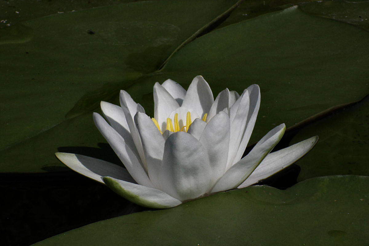 Nymphaea alba